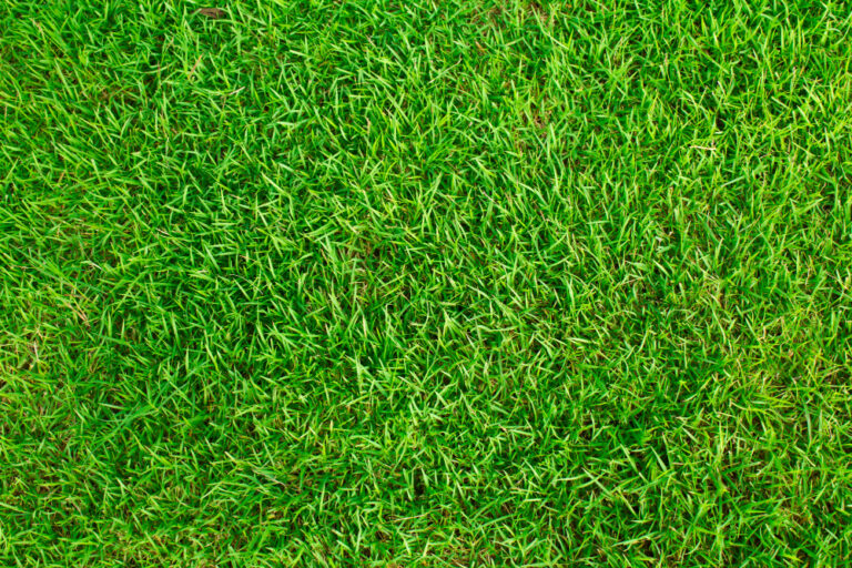 LA IMPORTANCIA DEL CÉSPED EN TU JARDÍN