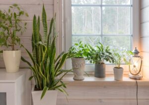 CONSEJOS Y CUIDADOS PARA NUESTRAS PLANTAS DE INTERIOR
