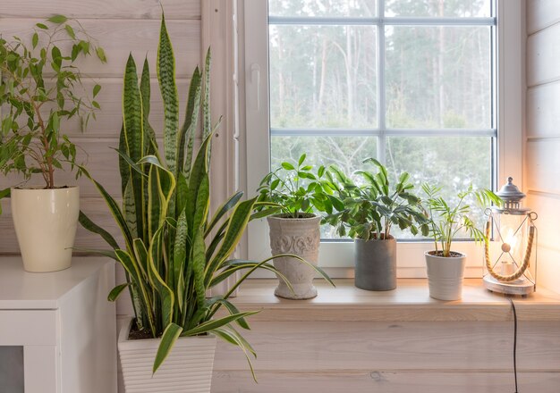 CONSEJOS Y CUIDADOS PARA NUESTRAS PLANTAS DE INTERIOR