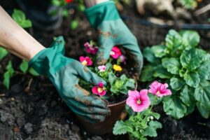 DESPUÉS DE LA PREPARACIÓN DEL JARDÍN, ¡ES HORA DE PLANTAR NUEVAS ADQUISICIONES!