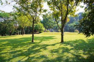 NO LO PIENSES MÁS, ¡TE AYUDAMOS A ELEGIR EL MEJOR ÁRBOL PARA TU JARDÍN!