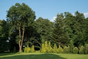 ¿QUÉ ÁRBOLES Y ARBUSTOS PUEDO PLANTAR?