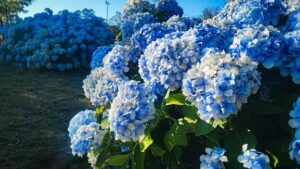 ¿QUIERES SABERLO TODO SOBRE LAS HORTENSIAS?