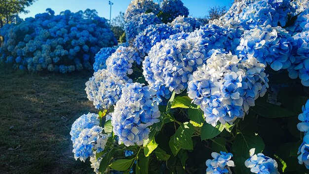 ¿QUIERES SABERLO TODO SOBRE LAS HORTENSIAS?