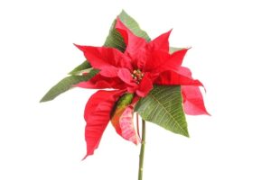 TE ENSEÑAMOS EL CUIDADO DE LA FLOR DE PASCUA