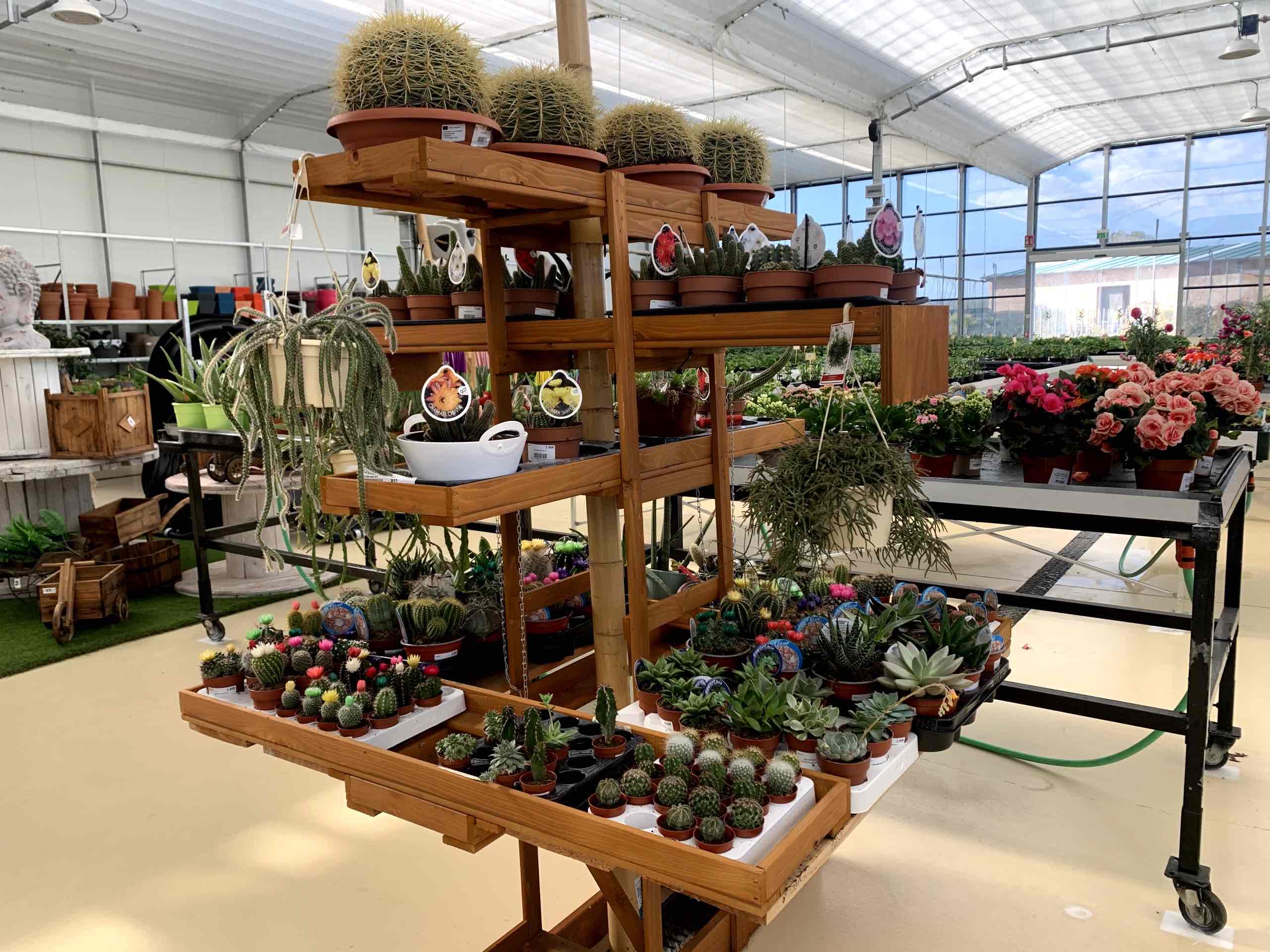 Expositor de cactus y suculentas en Viver Jardín, León