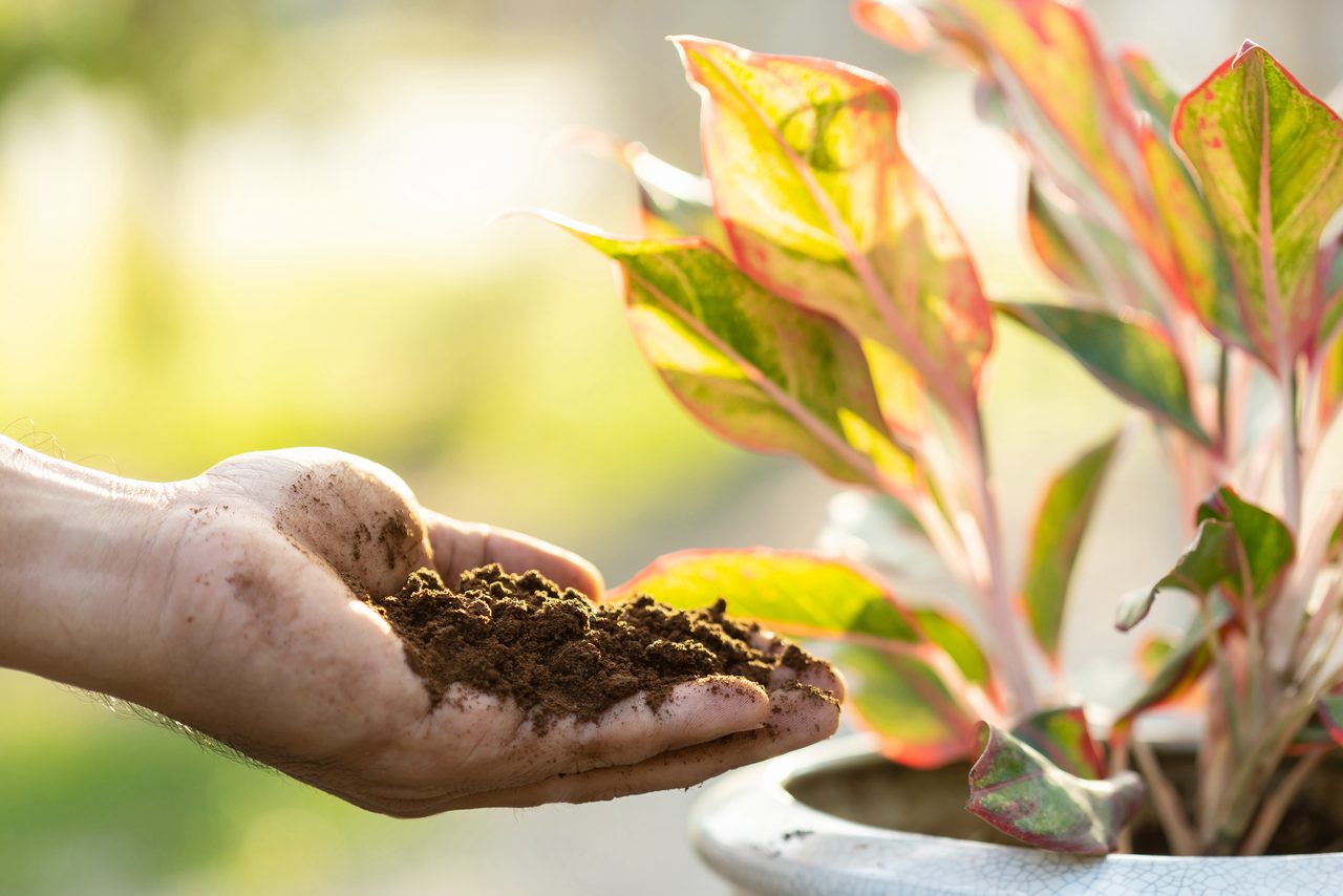 Mano con posos de café como abono natural junto a una planta en maceta
