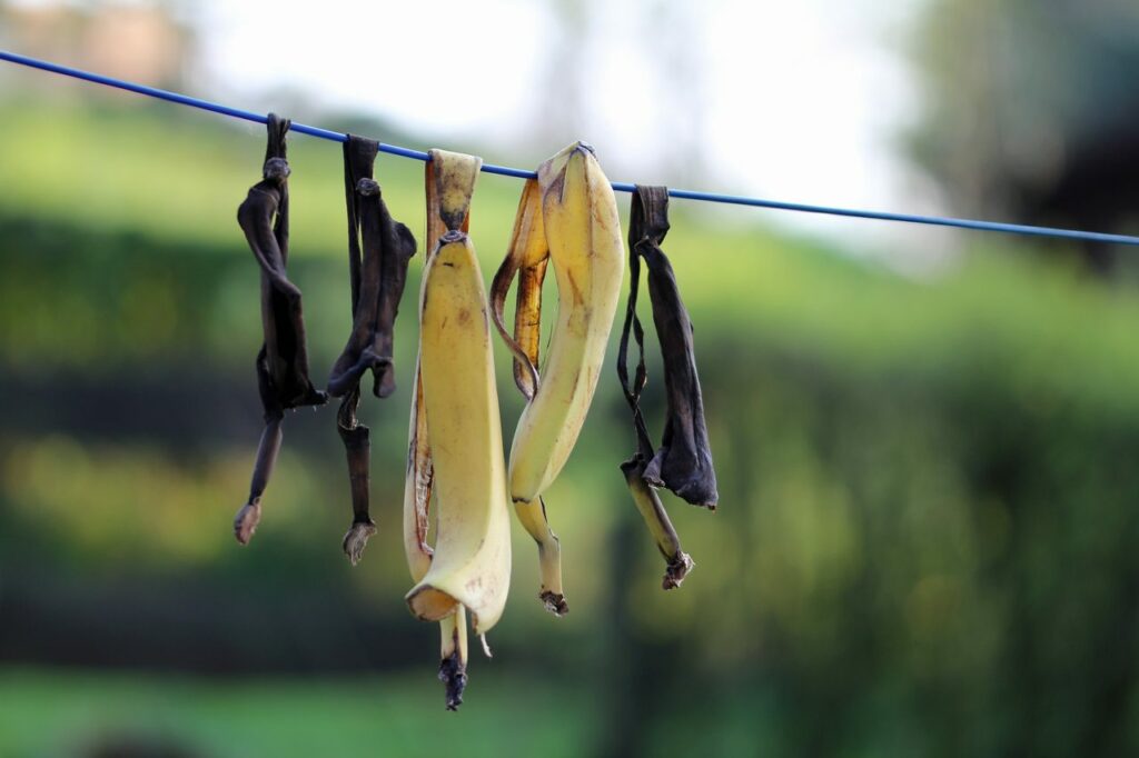 Pieles de plátano preparadas como abono natural rico en potasio